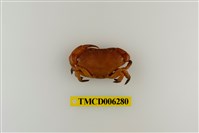 藏品(平額石扇蟹)的圖片